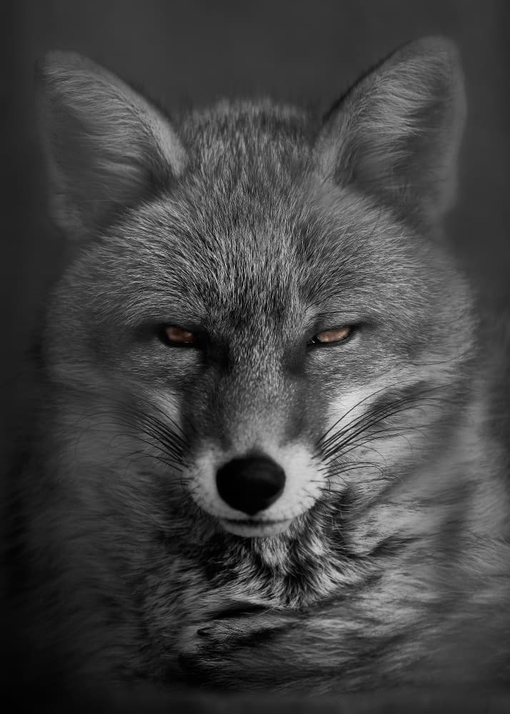 Fierce Fox Gaze by Kaisyakuji Yushi — canvas wall art