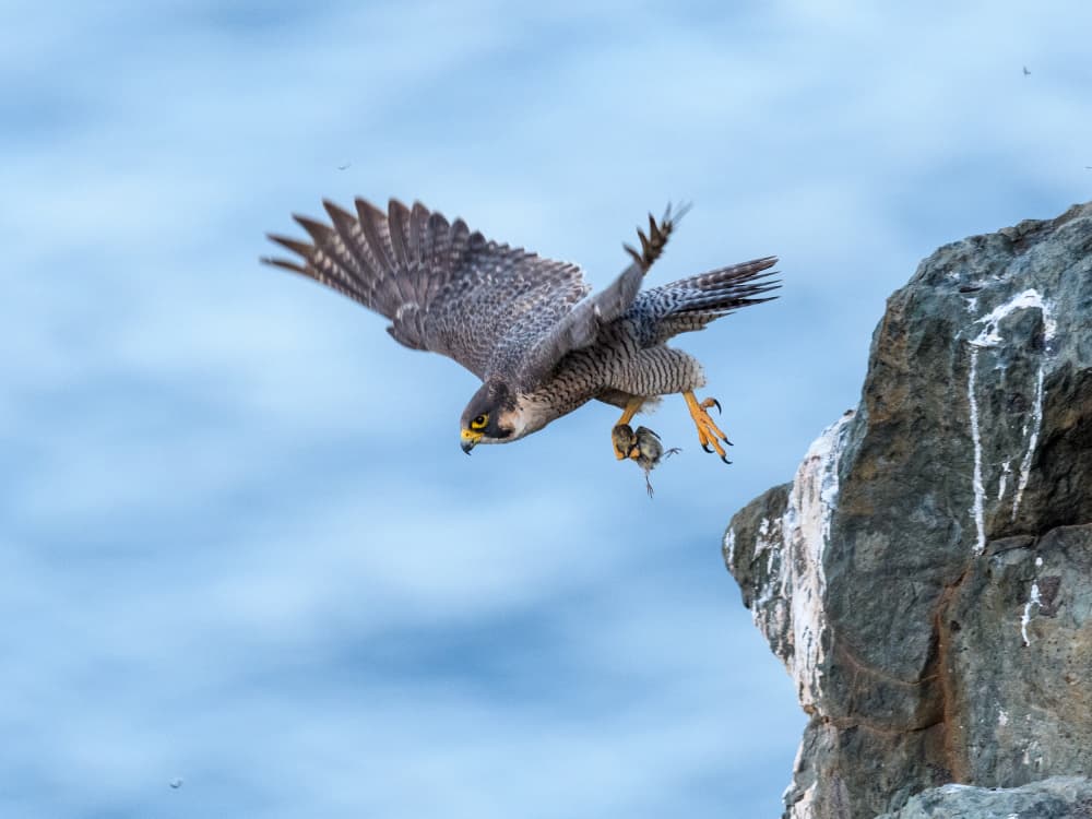 Peregrine Falcon's Catch by Rayco — canvas wall art