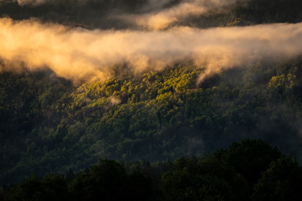 Golden Misty Forest by Jakob Remar — canvas wall art