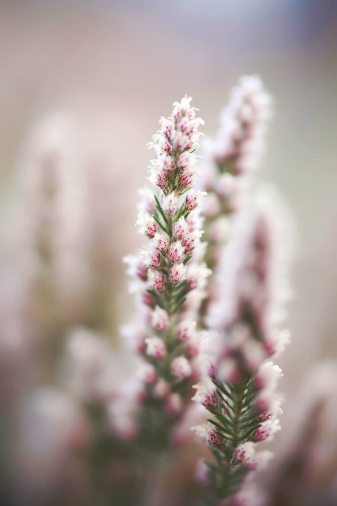 Whispers of Heather by Treechild — canvas wall art