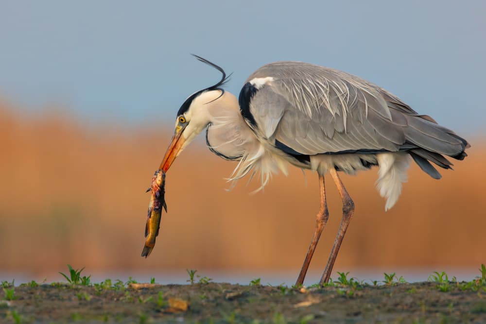 Heron's Fresh Catch by Jun Zuo — canvas wall art