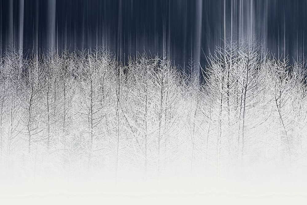 Frosted Winter Forest by Wil Mijer — canvas wall art