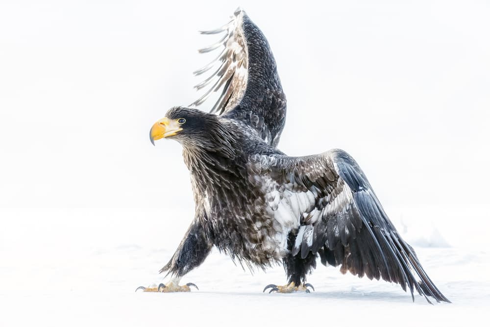 Steller's Sea Eagle Wingspan by Eiji Itoyama — canvas wall art