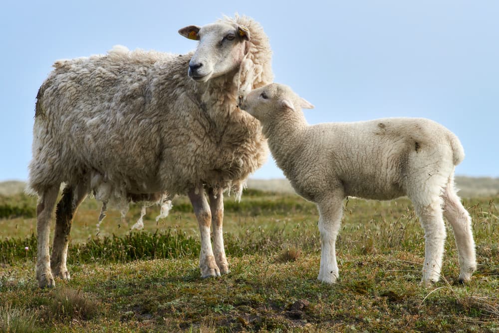 Sheep And Lamb Love by Bodo Balzer — canvas wall art
