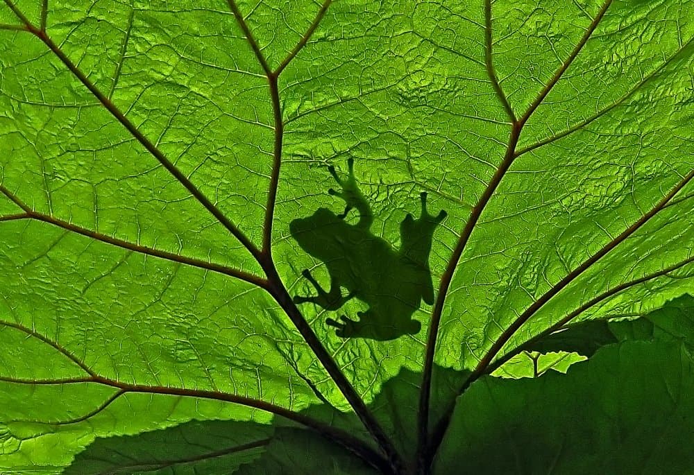 Backlit Frog Silhouette by Giorgio Pizzocaro — canvas wall art