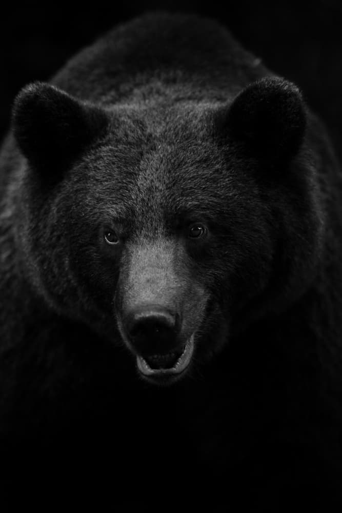 Fierce Grizzly Gaze by Sebastian Mastahac — canvas wall art