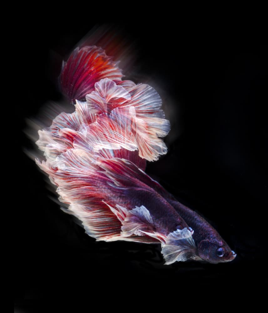 Flowing Betta Fish by Rawisyah Aditya — canvas wall art