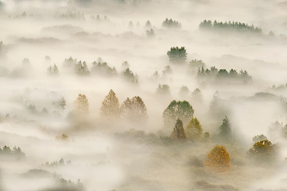 Misty Autumn Forest by Roberto Marini — canvas wall art