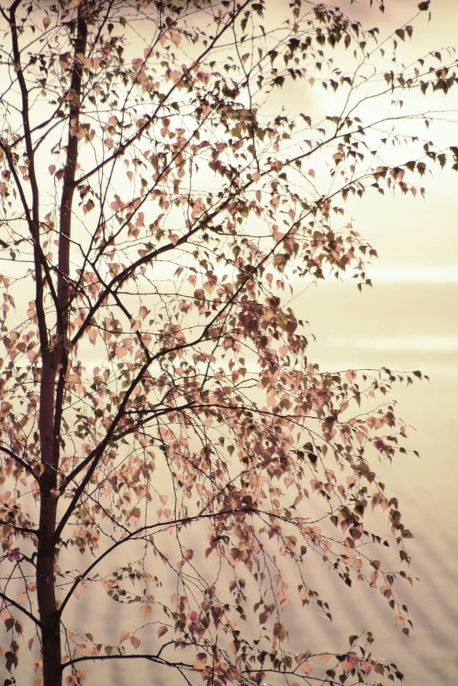 Golden Birch Leaves by Christina Sillen — canvas wall art