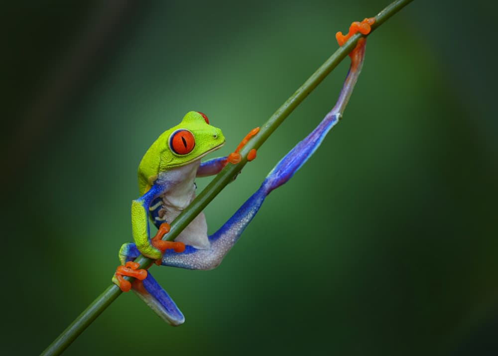 Vivid Red-Eyed Treefrog by Qing Zhao — canvas wall art