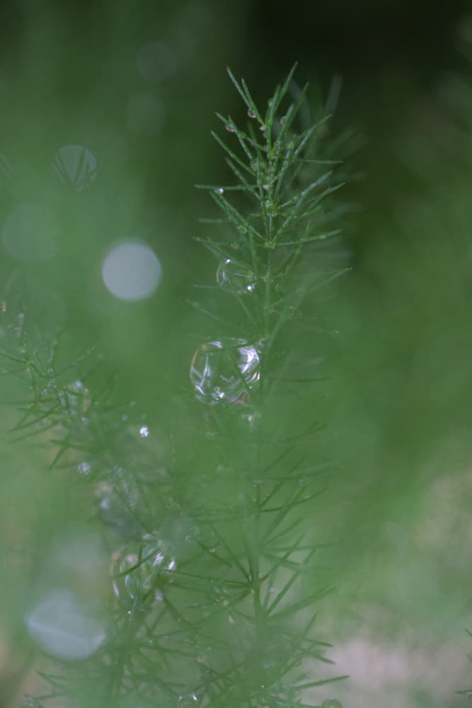 Delicate Green Dew by Rosana Laiz Blursbyai — canvas wall art