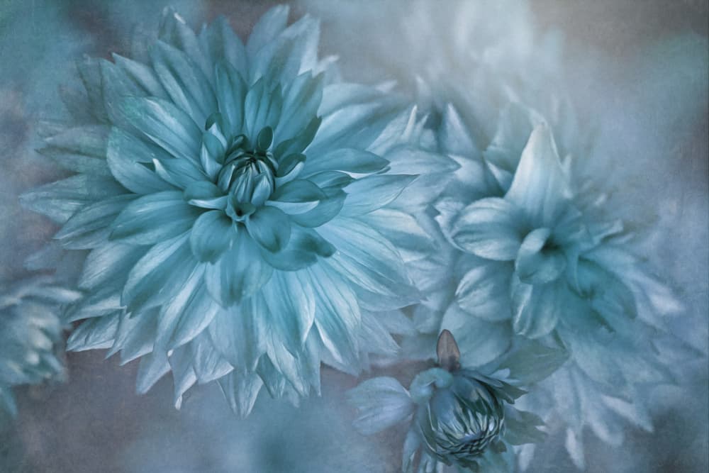 Dreamy Blue Dahlias by Jacky Parker — canvas wall art