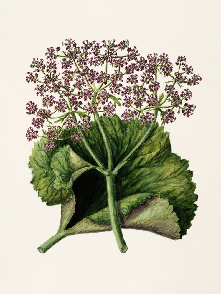Antique Plant Ii Drawn By Sarah Featon (1848–1927) by Sarah Featon — canvas wall art