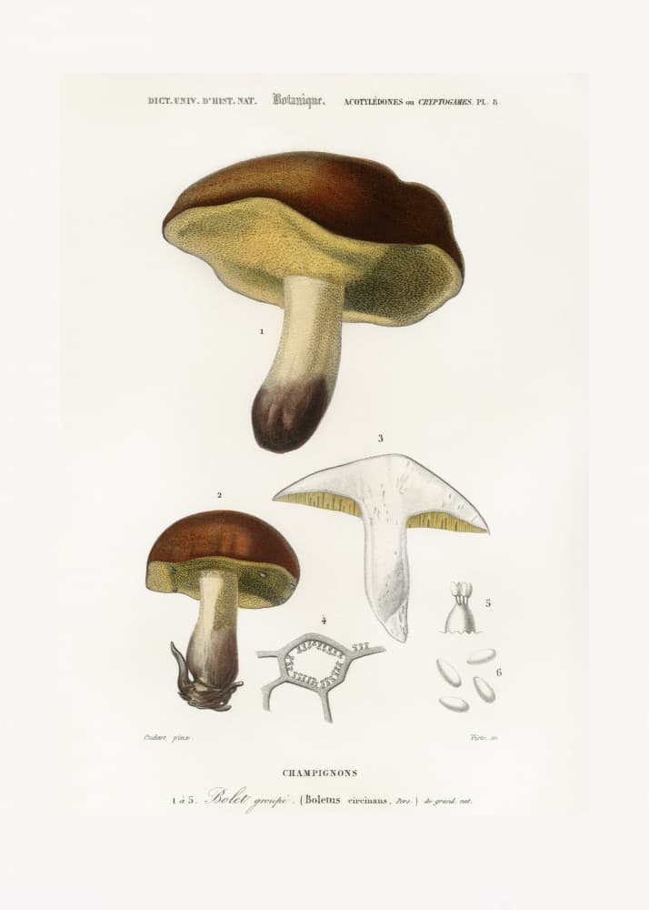 Mushroom (boletus Circinans) by Charles Dessalines D' Orbigny — canvas wall art