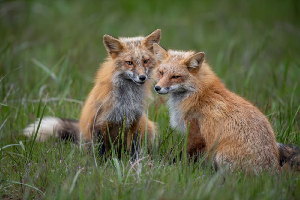 Wild Fox Companions by Jie Cheng — canvas wall art
