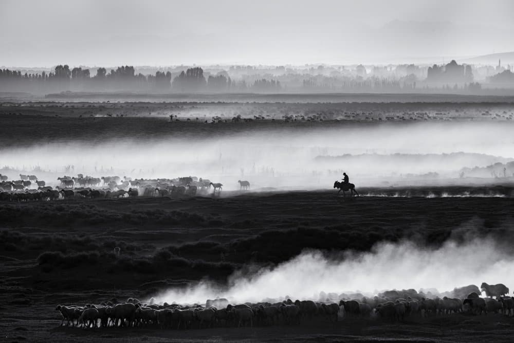 Misty Plains Herding by durmusceylan — canvas wall art
