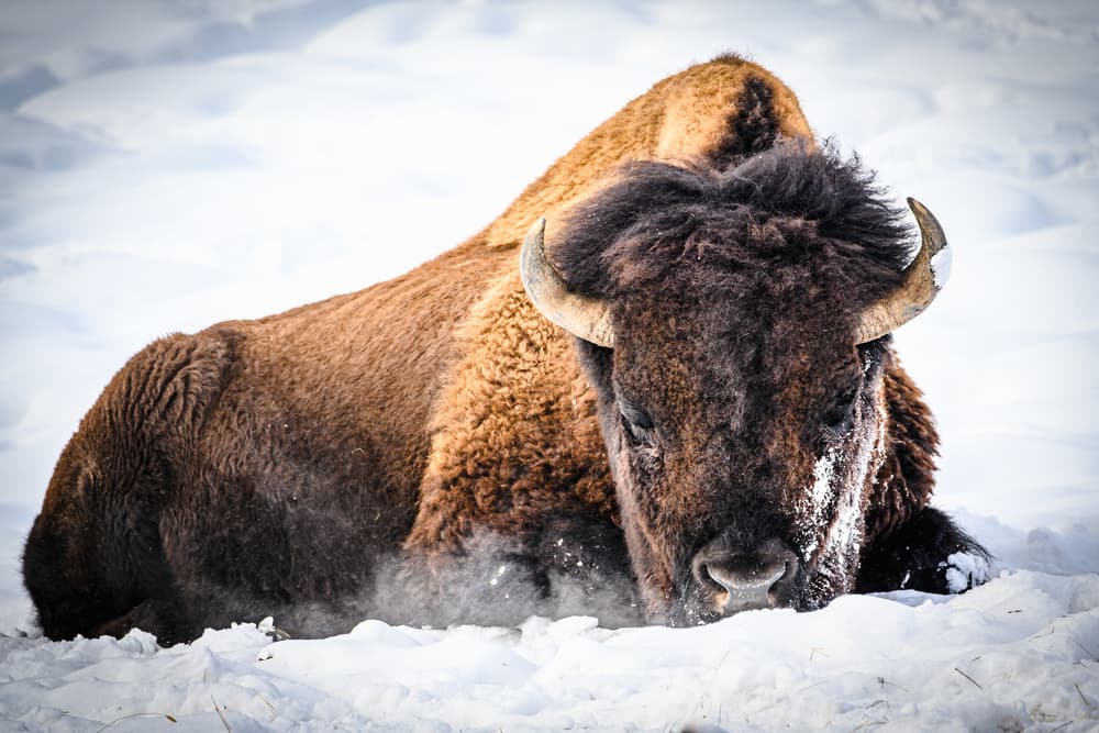 Bison Resting in Snow by Debbie Hunt — canvas wall art