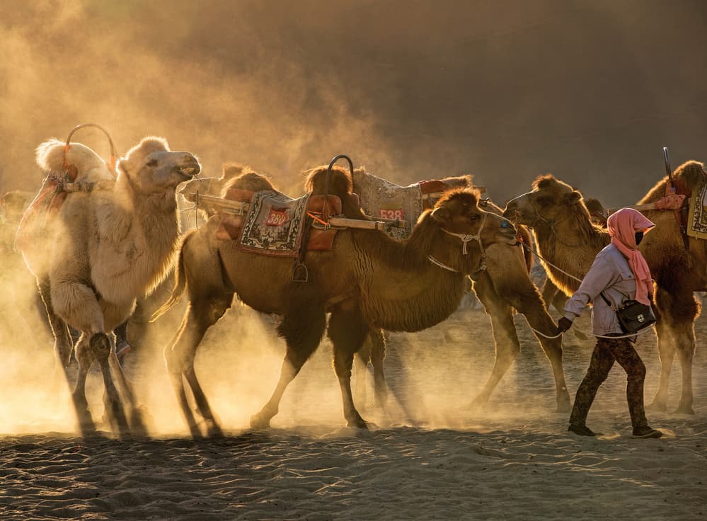 Camels In Golden Dust by Libby Zhang — canvas wall art