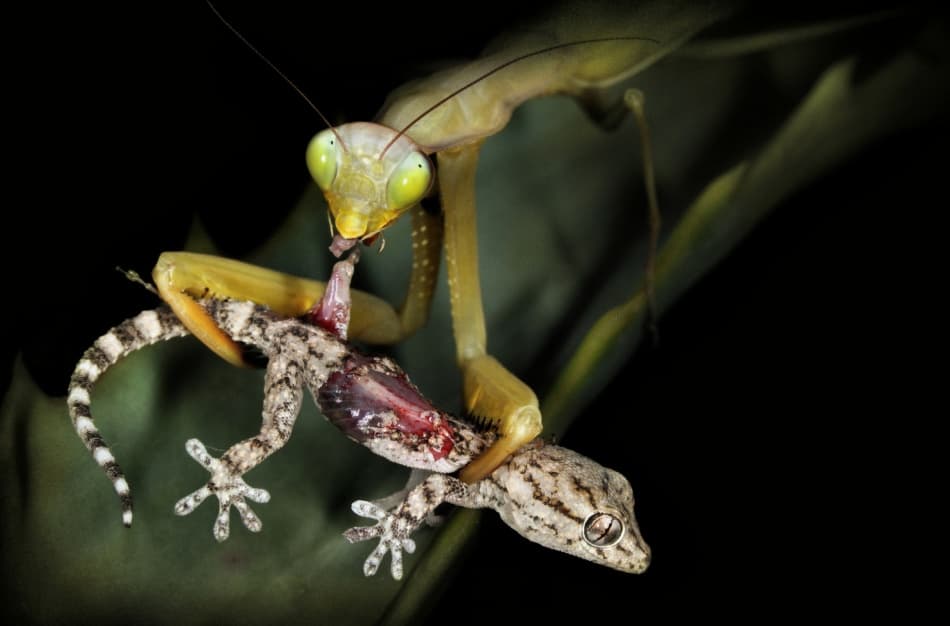 Mantis Devours Gecko by Jimmy Hoffman — canvas wall art
