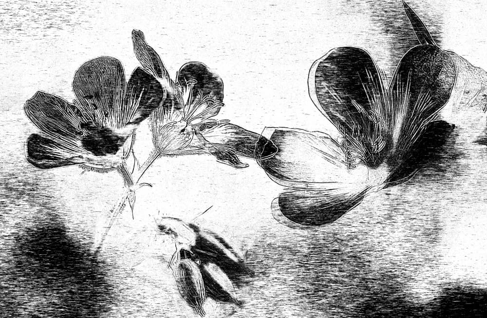 Elegant Floral Drawing by Ylva Sjögren — canvas wall art