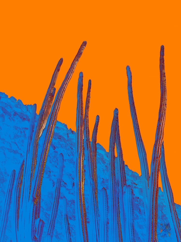 Blue Cacti Orange Sky by Osvaldo Russo — canvas wall art