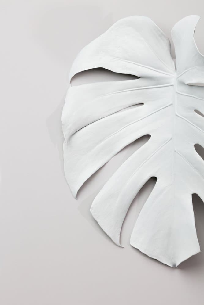 Elegant White Monstera Leaf by Pictufy Studio III — canvas wall art