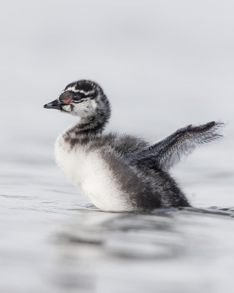 Tiny Grebe Stretching Wing by Bill Lu — canvas wall art