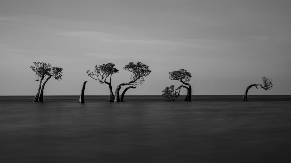 Serene Ocean Trees by R Suguri — canvas wall art