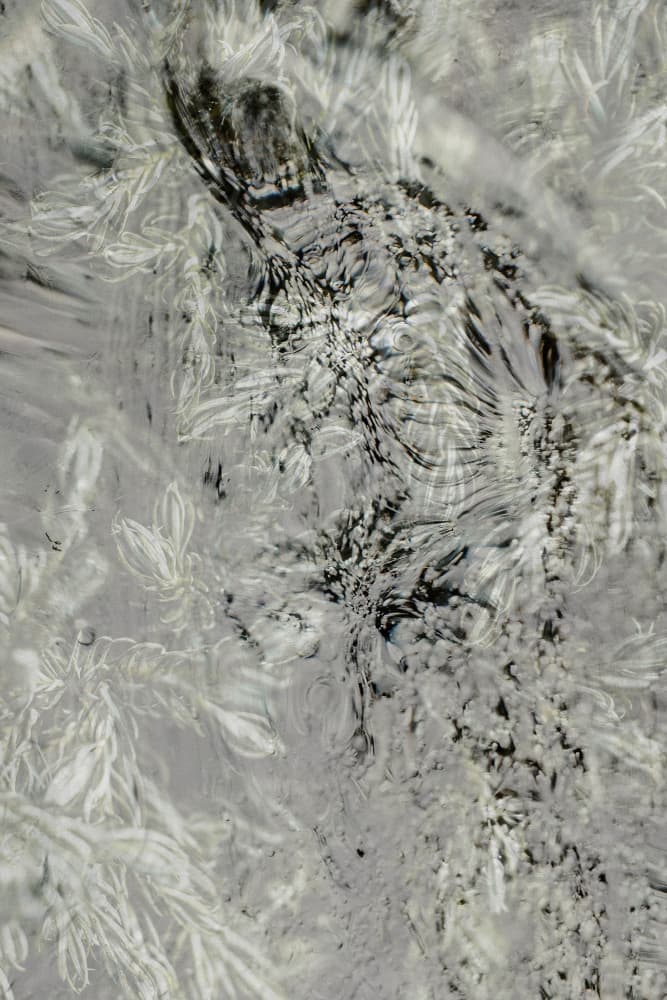 Delicate Winter Frost by Pelin Atilla — canvas wall art