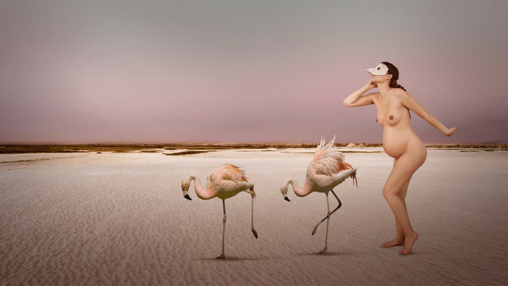 Pregnant Flamingo Dance by Christine von Diepenbroek — canvas wall art