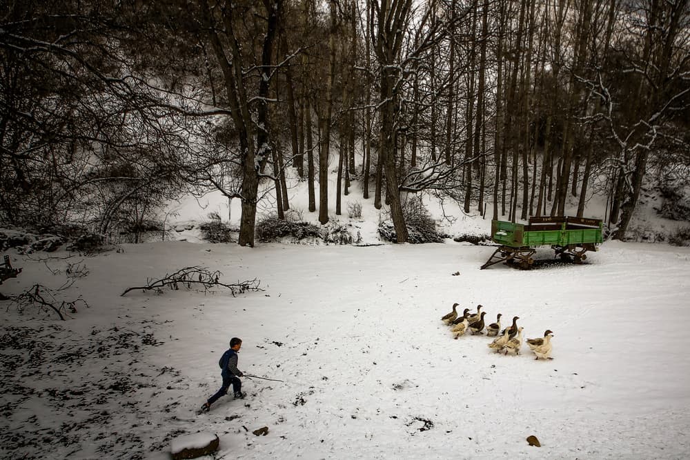 Winter Walk With Geese by Ummu Nisan Kandilcioglu — canvas wall art