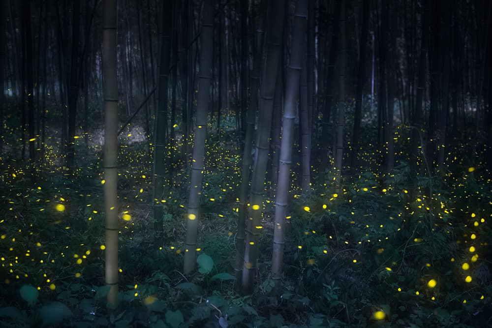 Enchanted Firefly Forest by Takeshi Mitamura — canvas wall art