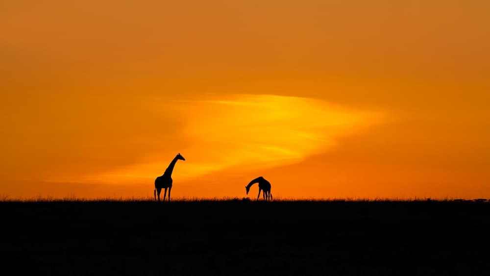 Giraffes at Sunset by Hua Zhu — canvas wall art