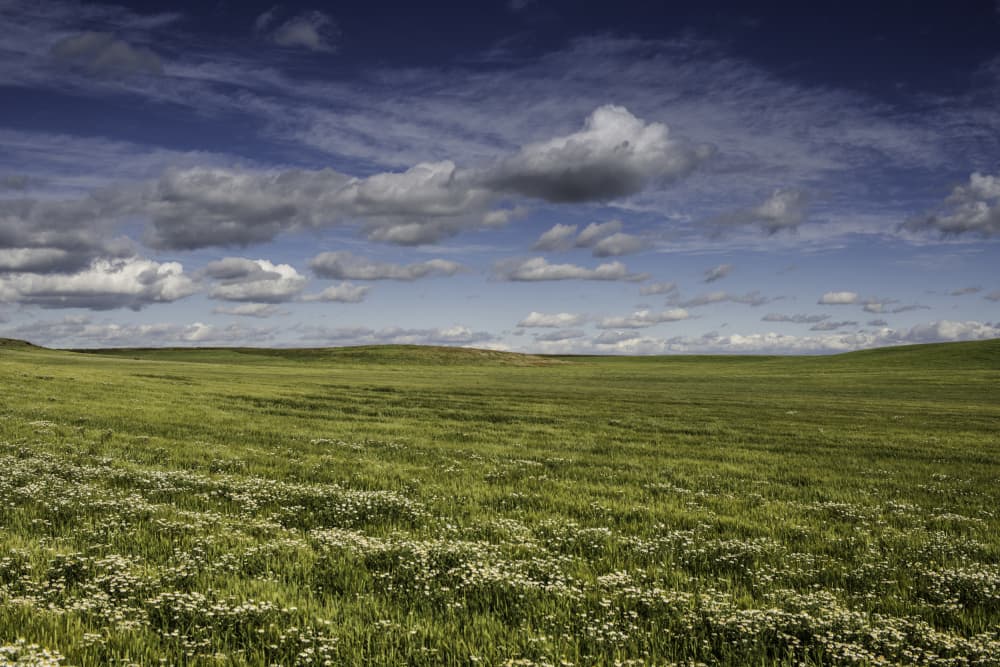 Blooming Green Horizon by Javier Pardina — canvas wall art