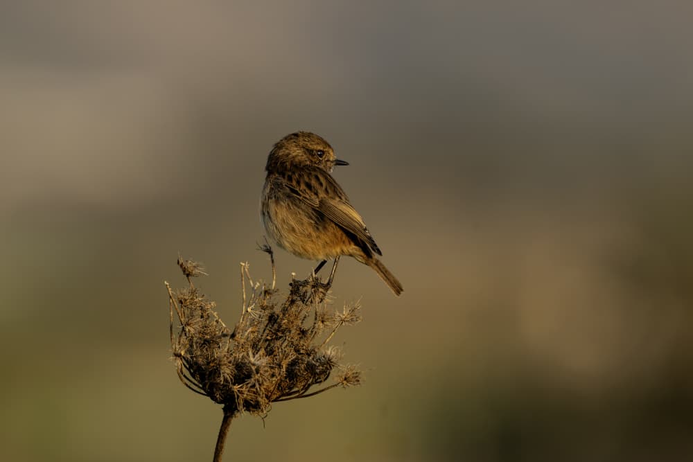 Golden Hour Bird by Mallal Moshe — canvas wall art