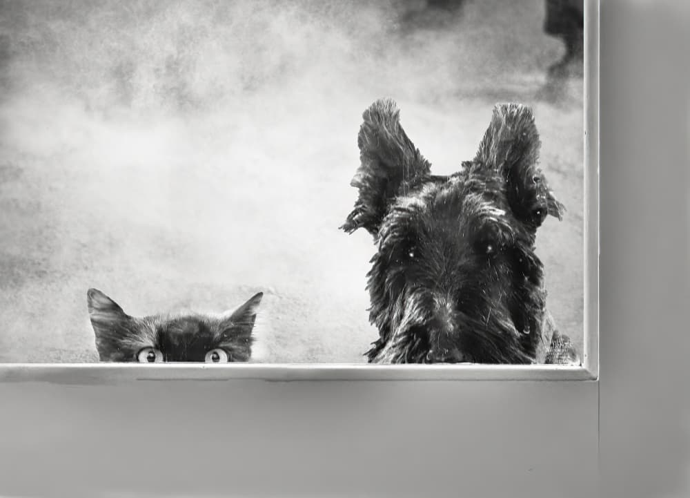 Curious Wet Pets by Jane Lyons — canvas wall art