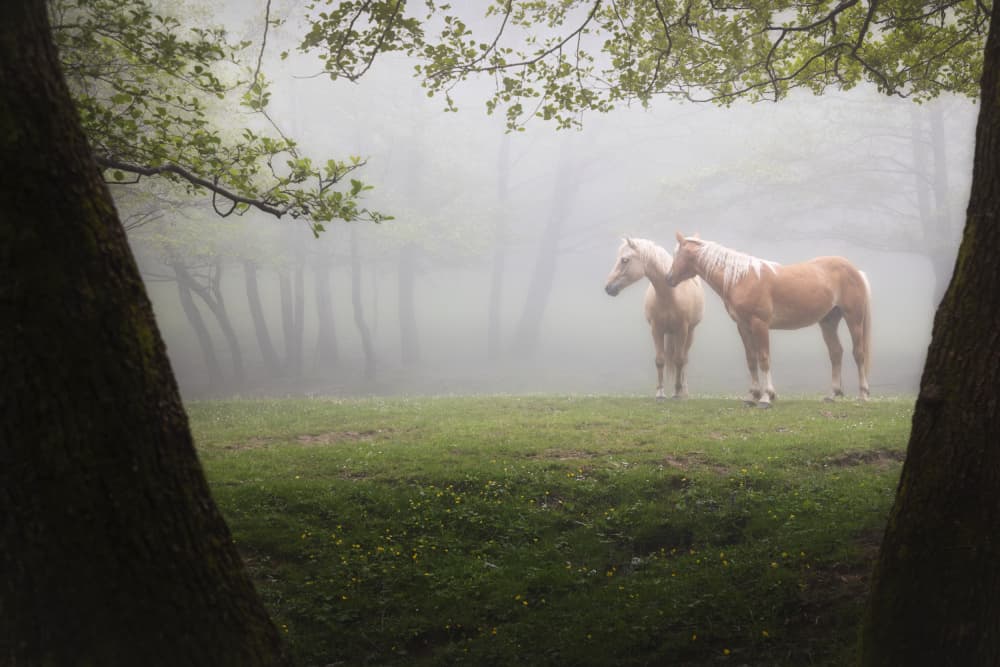Misty Forest Horses by Andrea Lorenzetti — canvas wall art