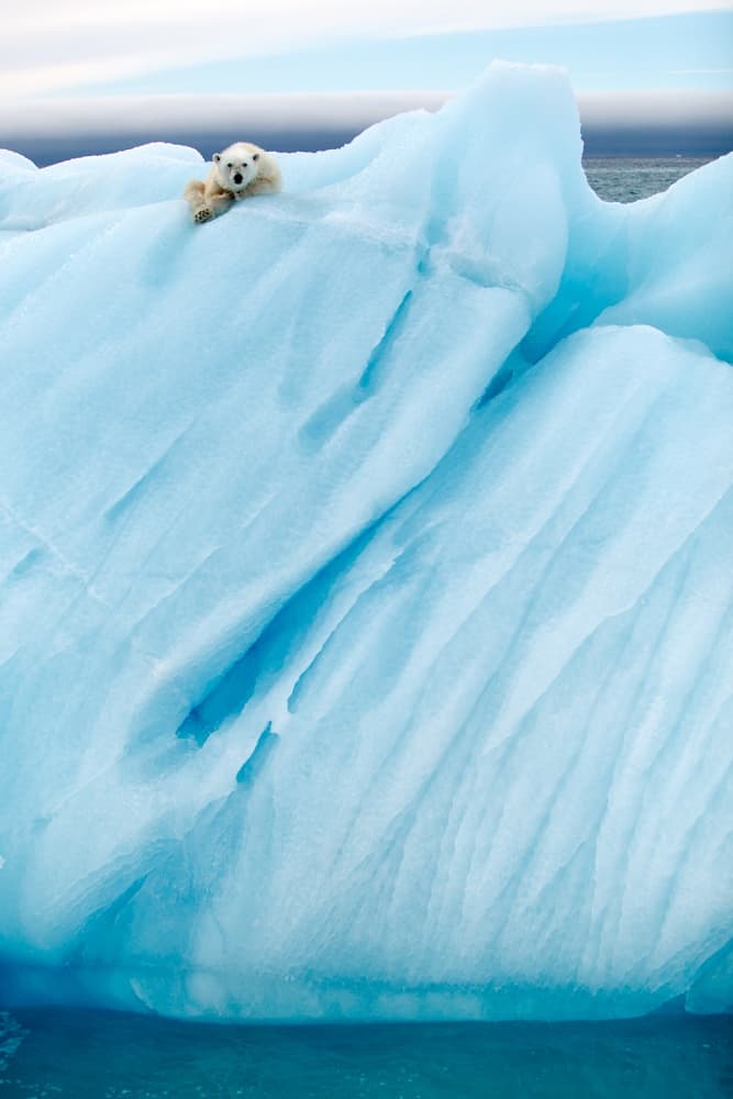 Polar Bear on Iceberg by Joan Gil Raga — canvas wall art