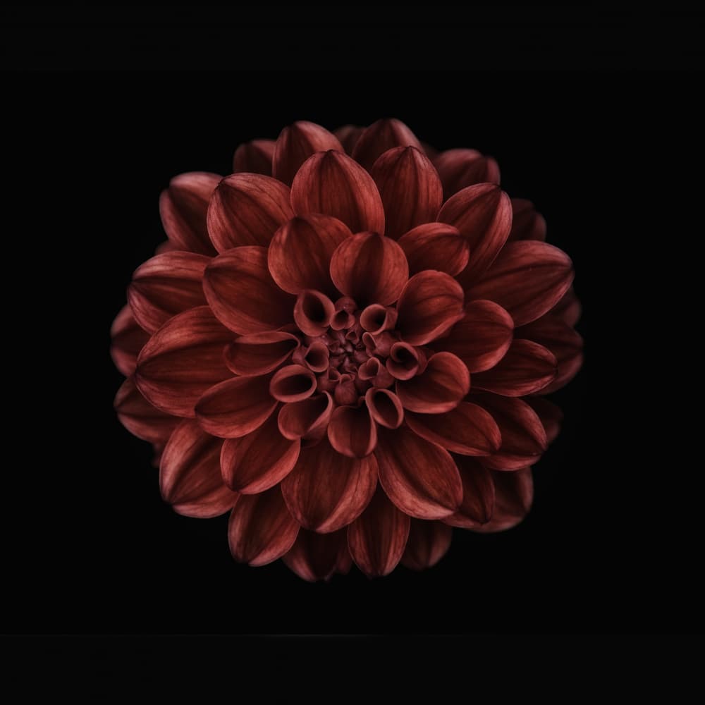 Deep Red Dahlia Bloom by Lotte Grønkjær — canvas wall art