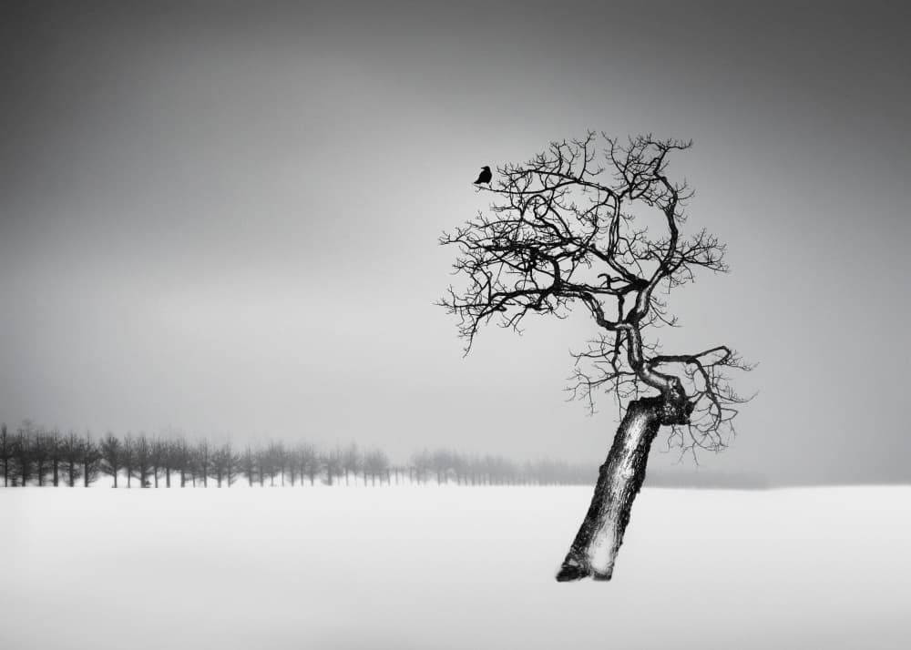Quiet Witness by Dawn X W — canvas wall art