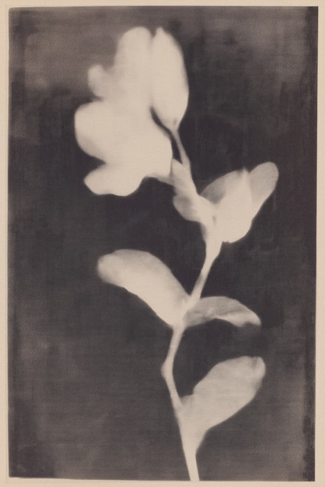 Fadedbloom by Treechild — canvas wall art