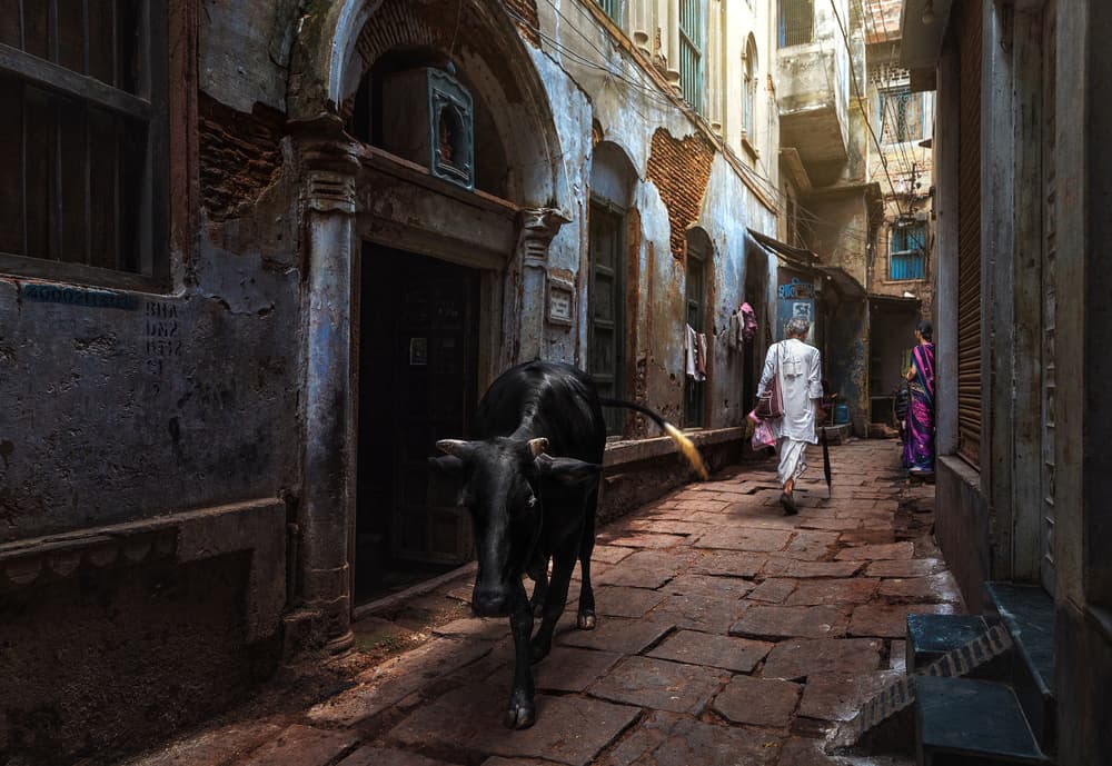 Indian Alleyway Cow by Fadhel Almutaghawi — canvas wall art