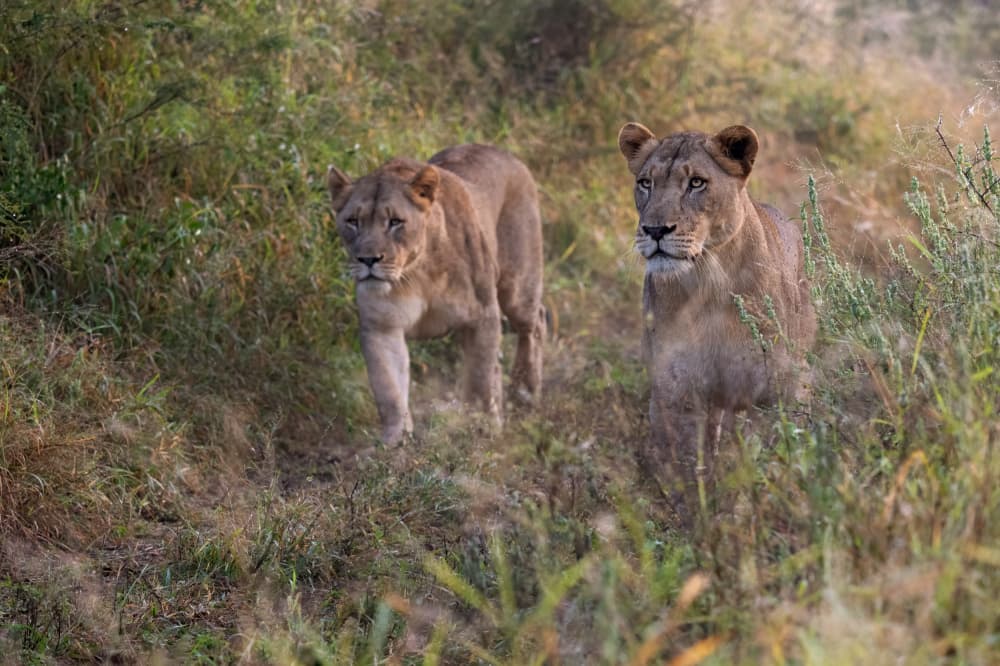Savanna Lionesses Watch by Marco Pozzi — canvas wall art