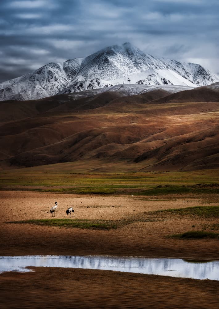 Snowy Peaks and Cranes by Sylviashen — canvas wall art