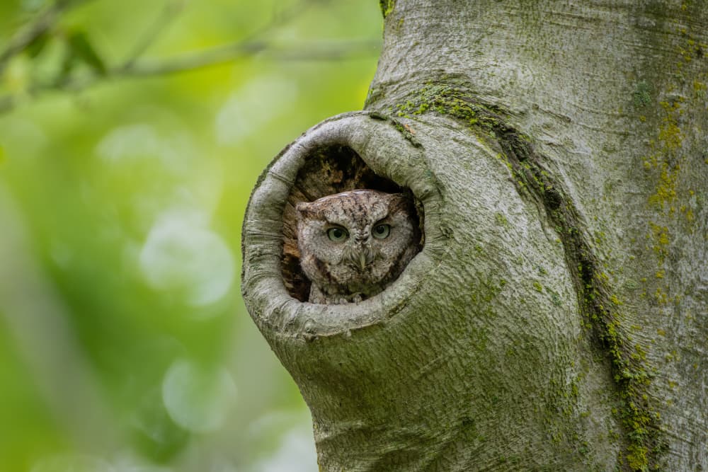 Watchful Forest Owl by Max Wang — canvas wall art