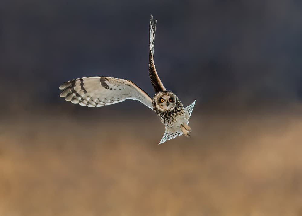 Intense Owl Flight by Qingsong Wang — canvas wall art