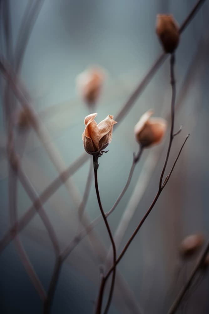 Whispering Petals by Treechild — canvas wall art