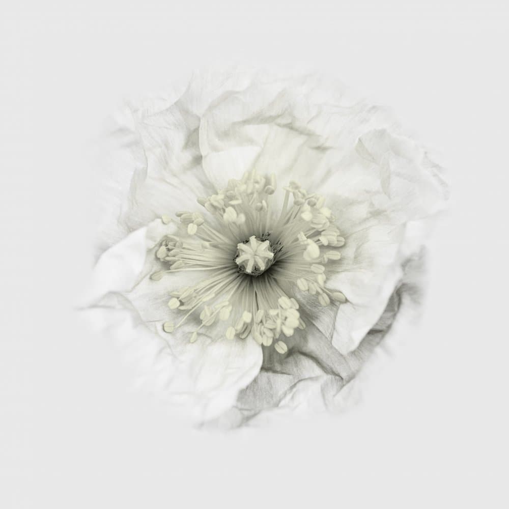 Pure White Poppy by Lotte Grønkjær — canvas wall art