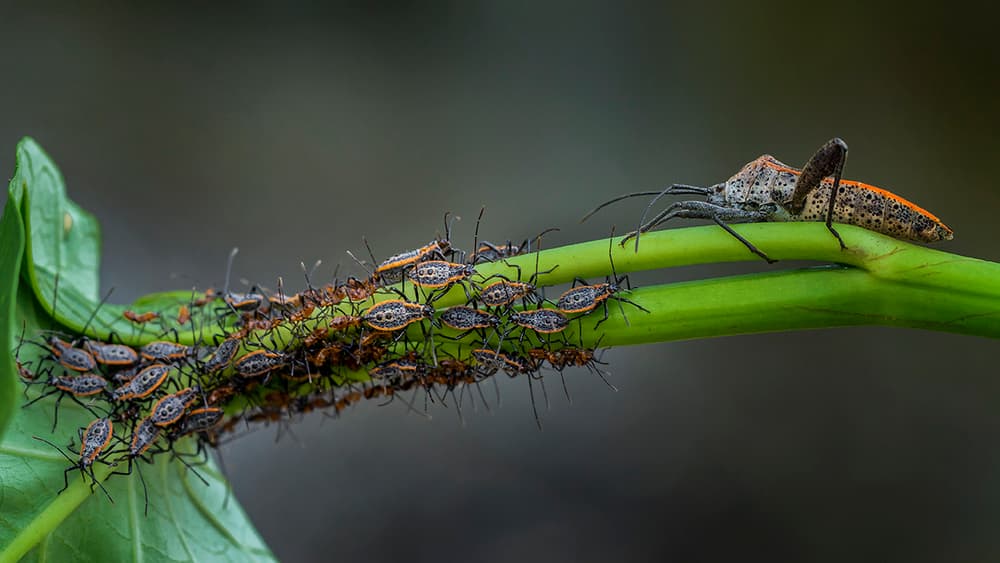 Insect Family on Green Stem by Hendy Mp — canvas wall art