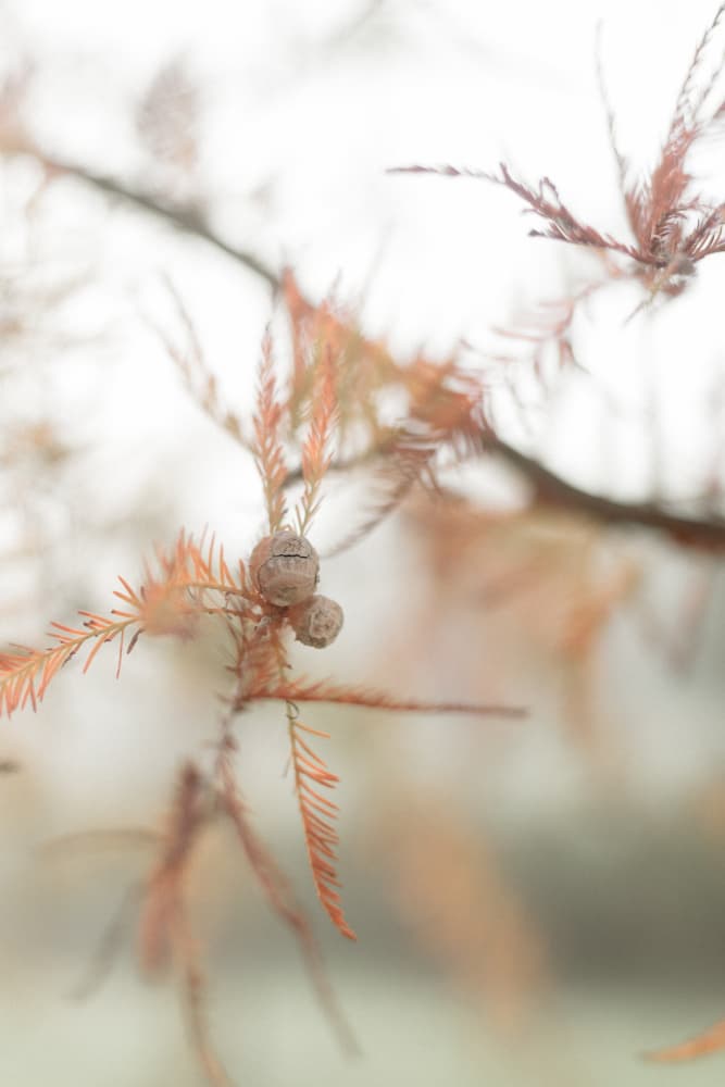Soft Winter Branch by Megan Shone — canvas wall art